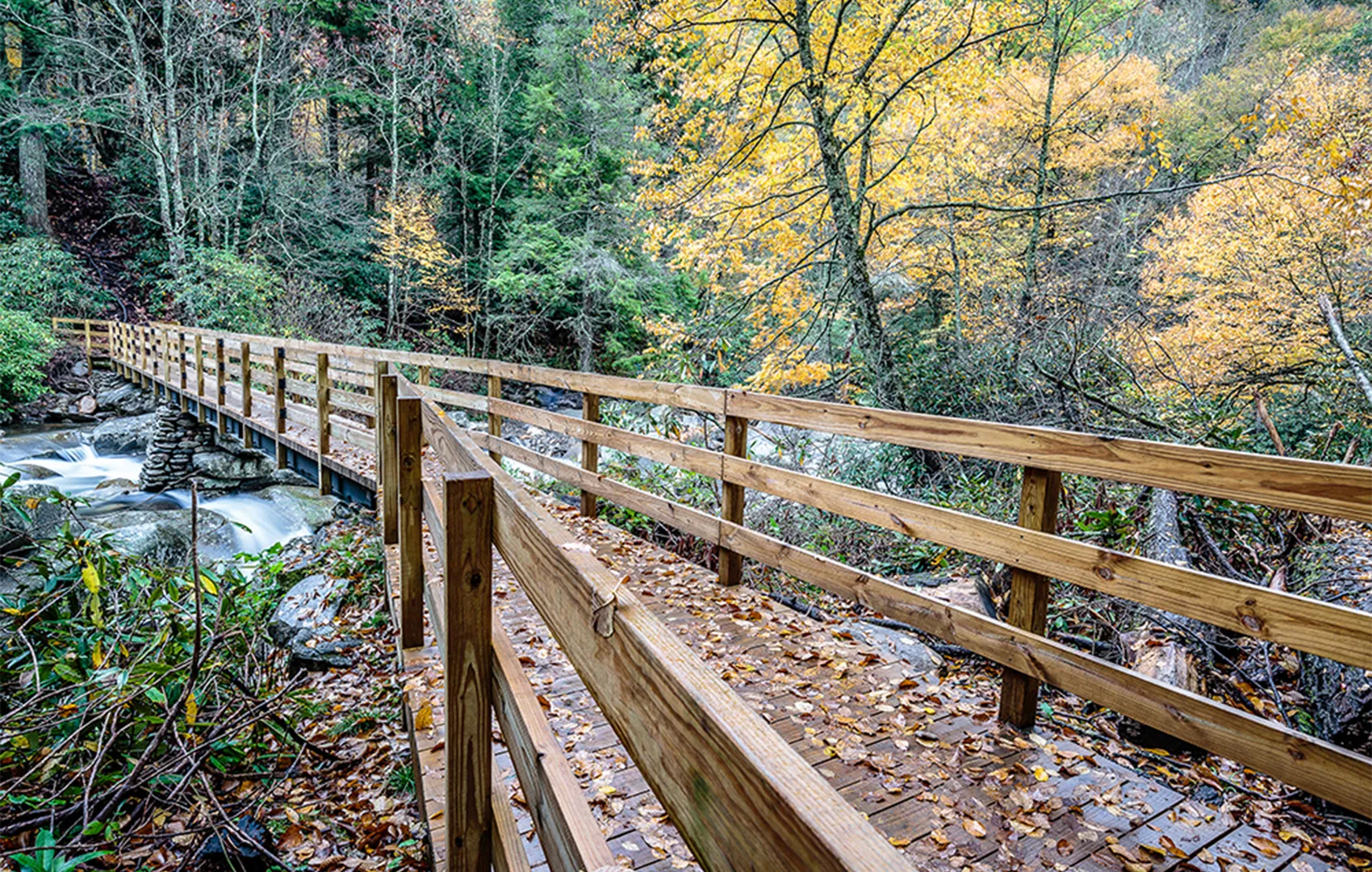 Forest hiking trail